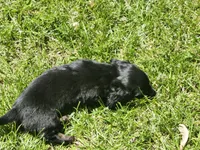 Black and tan(Mandy), a female Miniature Dachshund for sale in Greenleaf, WI – 5 of 6
