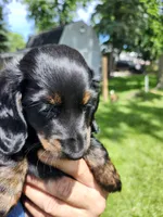 Black and tan(Mandy), a female Miniature Dachshund for sale in Greenleaf, WI – 2 of 6