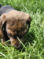 Brindle boy, a male Miniature Dachshund for sale in Greenleaf, WI – 2 of 8