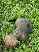 Brindle boy, a male Miniature Dachshund for sale in Greenleaf, WI – 5 of 8