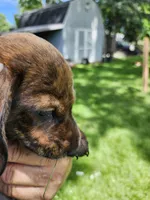 Brindle boy, a male Miniature Dachshund for sale in Greenleaf, WI – 3 of 8