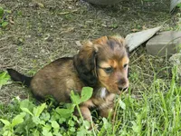 FLUFFY, a female Miniature Dachshund for sale in Greenleaf, WI – 5 of 5