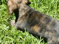 Brindle boy, a male Miniature Dachshund for sale in Greenleaf, WI – 6 of 8