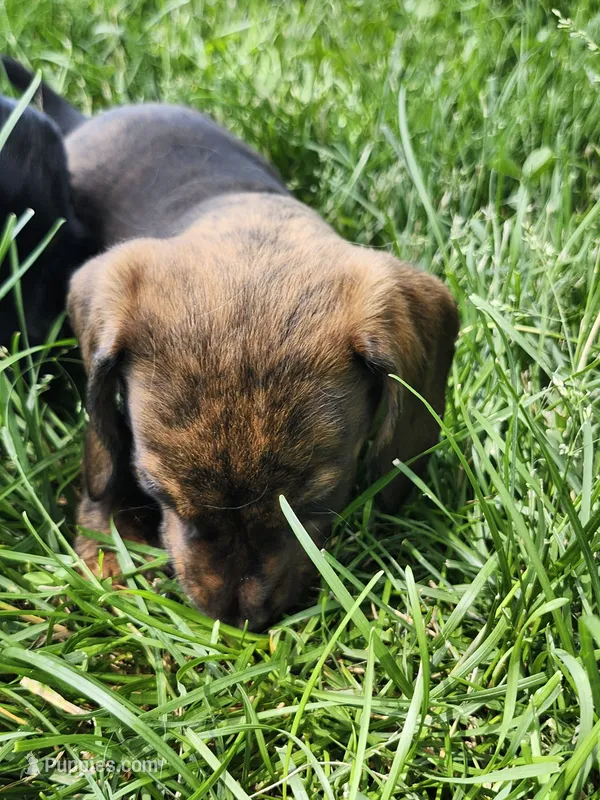 Brindle boy – Miniature Dachshund puppy for sale in Greenleaf, WI