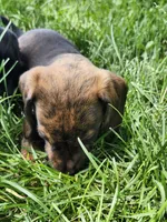 Brindle boy, a male Miniature Dachshund for sale in Greenleaf, WI – 1 of 8