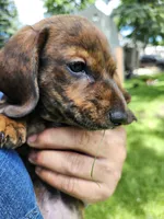 Brindle boy, a male Miniature Dachshund for sale in Greenleaf, WI – 4 of 8