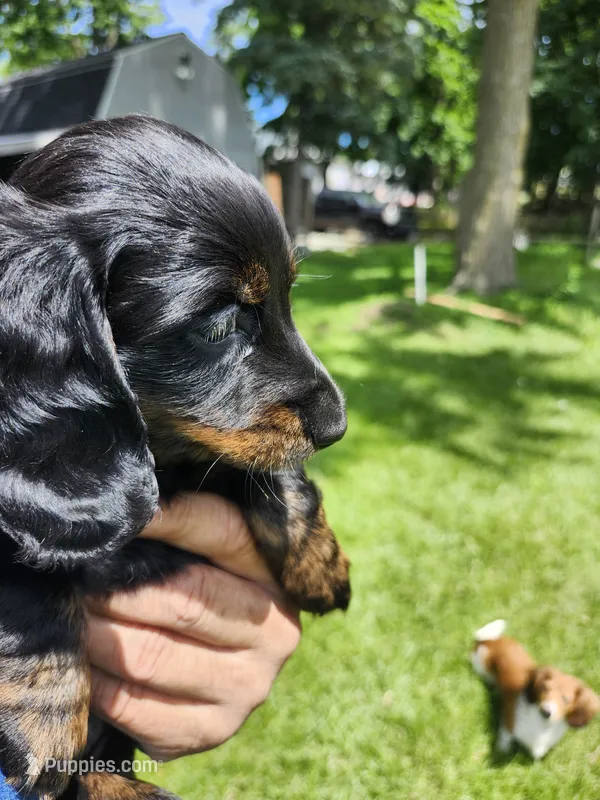 Black and tan(Mandy) – Miniature Dachshund puppy for sale in Greenleaf, WI