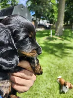 Black and tan(Mandy), a female Miniature Dachshund for sale in Greenleaf, WI – 1 of 6
