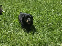 Black and tan(Mandy), a female Miniature Dachshund for sale in Greenleaf, WI – 3 of 6