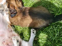 FLUFFY, a female Miniature Dachshund for sale in Greenleaf, WI – 2 of 5