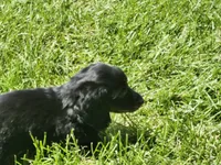 Black and tan(Mandy), a female Miniature Dachshund for sale in Greenleaf, WI – 4 of 6