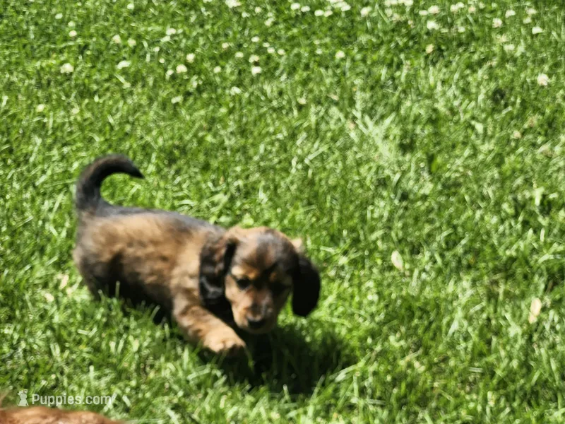 FLUFFY – Miniature Dachshund puppy for sale in Greenleaf, WI