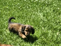 FLUFFY, a female Miniature Dachshund for sale in Greenleaf, WI – 1 of 5