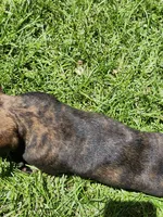 Brindle boy, a male Miniature Dachshund for sale in Greenleaf, WI – 7 of 8