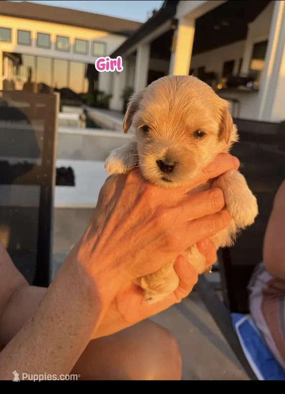 Little Girl – Yorkshire Terrier puppy for sale in Houston, TX
