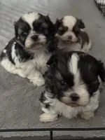 processed/9314f9d4-89b8-4977-a81a-dd39e63ffe54/listing/877bbe4b-4a9e-4406-9716-2cefeac55297/8281e311-1919-44d8-992a-a44056776a8a