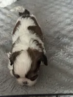 Female 2, a female Shih Tzu for sale in Green Bay, WI – Photo 1 of 2