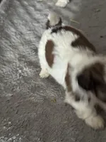 Female 2, a female Shih Tzu for sale in Green Bay, WI – Photo 2 of 2