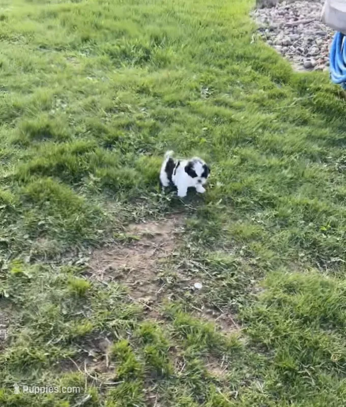 Oreo, a male Shih Tzu for sale in Green Bay, WI – Photo 1 of 4
