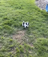 Oreo, a male Shih Tzu for sale in Green Bay, WI – Photo 1 of 4