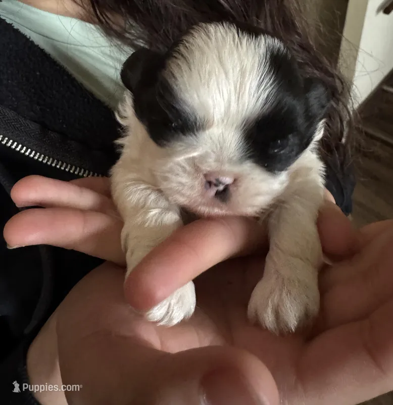 Oreo – Shih Tzu puppy for sale in Green Bay, WI