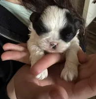Oreo, a male Shih Tzu for sale in Green Bay, WI – Photo 2 of 4