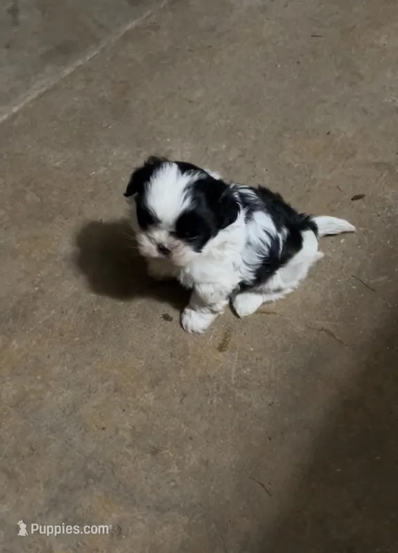 Oreo – Shih Tzu puppy for sale in Green Bay, WI