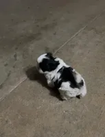 Oreo, a male Shih Tzu for sale in Green Bay, WI – Photo 3 of 4