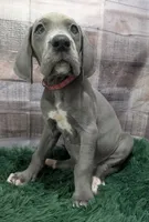 Cera, a female Great Dane for sale in Bay City, MI – 7 of 10