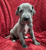 Rogue , a female Great Dane for sale in Bay City, MI – 4 of 10