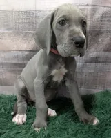 Cera, a female Great Dane for sale in Bay City, MI – 2 of 10