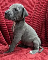 Mystique , a female Great Dane for sale in Bay City, MI – 3 of 10