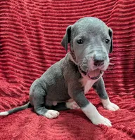 Cyclops , a male Great Dane for sale in Bay City, MI – 6 of 10