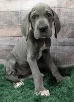 Ali, a female Great Dane for sale in Bay City, MI – 4 of 10