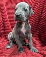Mystique , a female Great Dane for sale in Bay City, MI – 4 of 10