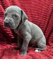 Bishop , a male Great Dane for sale in Bay City, MI – 4 of 10