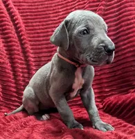 Rogue , a female Great Dane for sale in Bay City, MI – 2 of 10