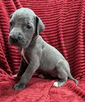 Rogue , a female Great Dane for sale in Bay City, MI – 7 of 10