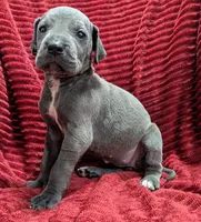 Mystique , a female Great Dane for sale in Bay City, MI – 8 of 10