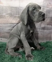 Ducky, a female Great Dane for sale in Bay City, MI – 9 of 10