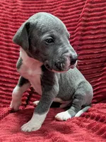 Cyclops , a male Great Dane for sale in Bay City, MI – 7 of 10
