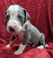 Magneto , a male Great Dane for sale in Bay City, MI – 8 of 10