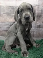 Ducky, a female Great Dane for sale in Bay City, MI – 5 of 10