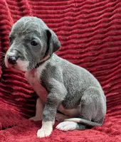 Moonstar , a female Great Dane for sale in Bay City, MI – 6 of 10