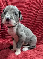 Moonstar , a female Great Dane for sale in Bay City, MI – 3 of 10