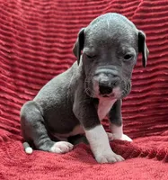 Cyclops , a male Great Dane for sale in Bay City, MI – 8 of 10