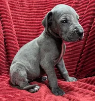Mystique , a female Great Dane for sale in Bay City, MI – 5 of 10
