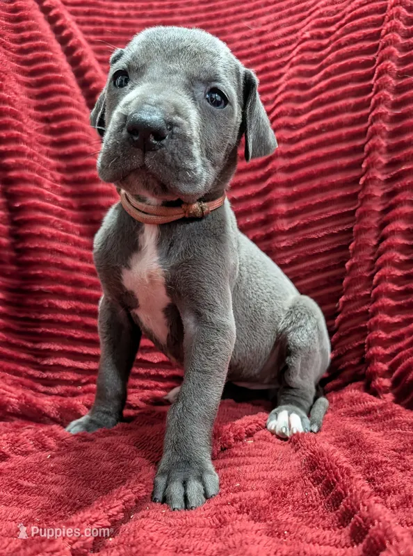 Rogue  – Great Dane puppy for sale in Bay City, MI