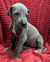 Mystique , a female Great Dane for sale in Bay City, MI – 10 of 10