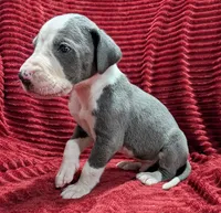 Magneto , a male Great Dane for sale in Bay City, MI – 10 of 10